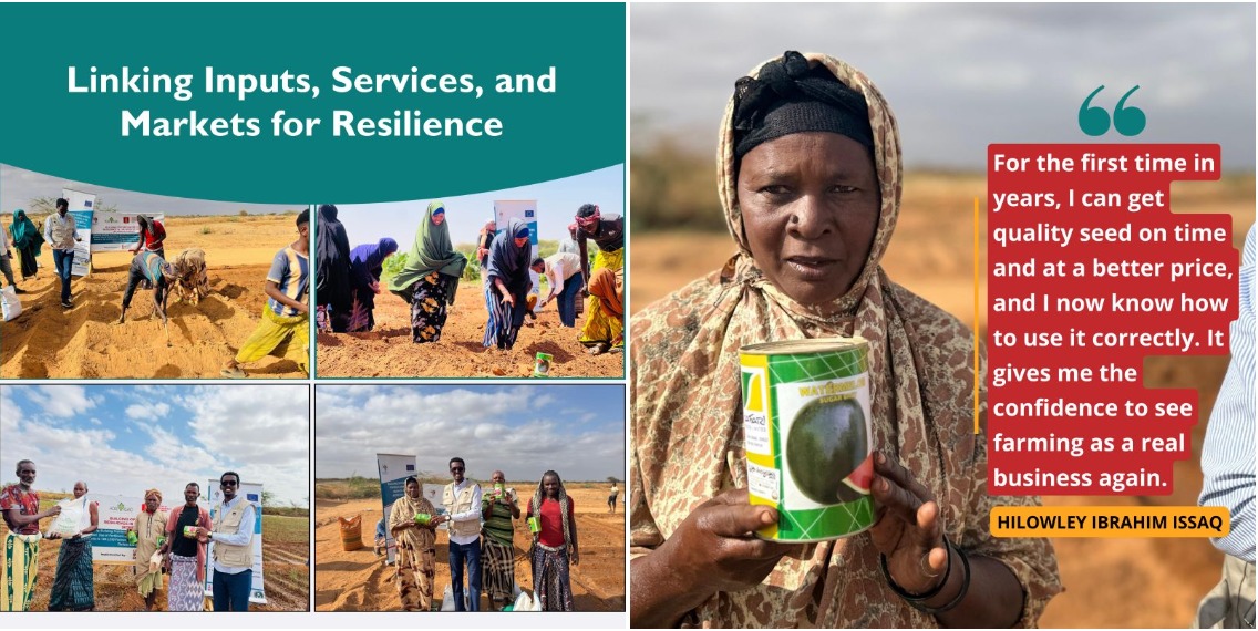 420 Farmers in Gedo Gain Access to Certified Seed Through New Public–Private Partnership